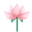 Hoa sen hồng
